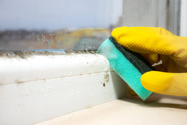 Best Mold Remediation  in Round Lake Park, IL